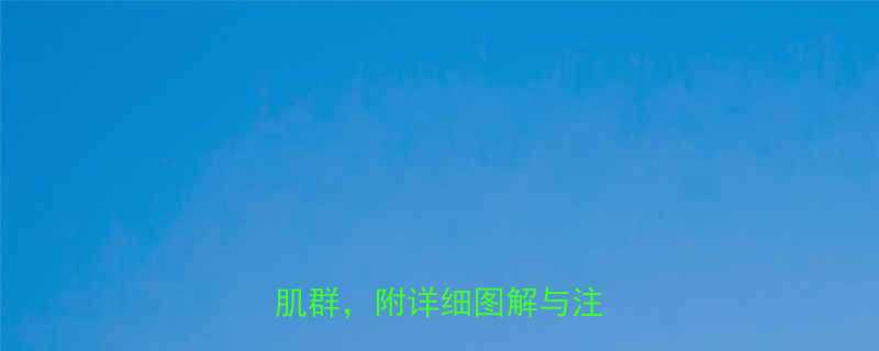 10个高效动作在家锻炼背部肌群附详细图解与注意事项-第1张图片-ZBLOG