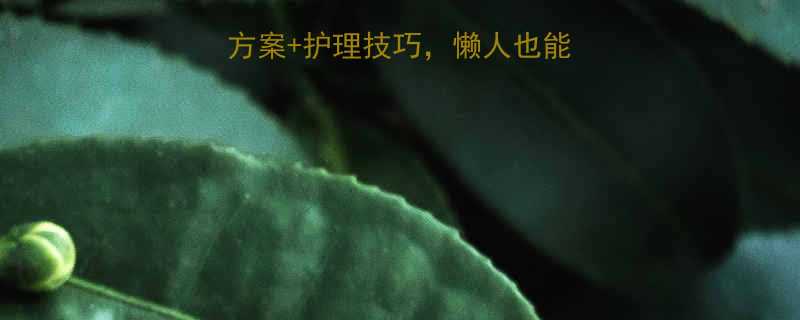 7天瘦腿食谱+运动方案+护理技巧，懒人也能轻松拥有纤细漫画腿-第1张图片-ZBLOG