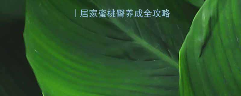 女生瘦腿塑形指南居家蜜桃臀养成全攻略附跟练动作图解-第1张图片-ZBLOG