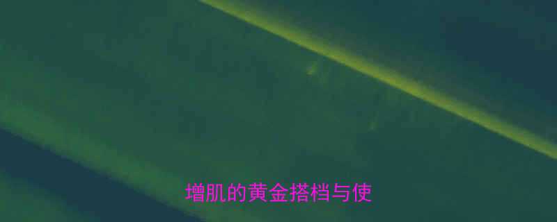 左旋肉碱科学运动员健身增肌的黄金搭档与使用指南-第2张图片-ZBLOG