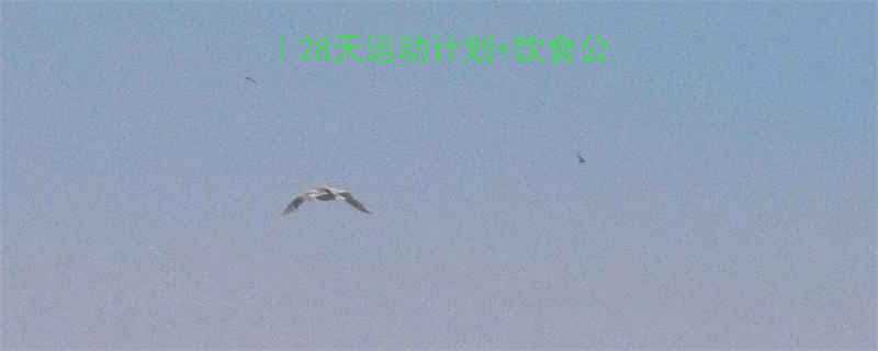 科学减肥黄金法则28天运动计划饮食公式每周减3斤不反弹-第1张图片-ZBLOG