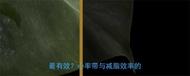 科学减脂必看心率控制在什么范围最有效心率带与减脂效率的黄金关联-第1张图片-ZBLOG