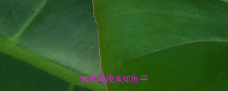 菜馒头热量与价格全营养与成本如何平衡-第1张图片-ZBLOG