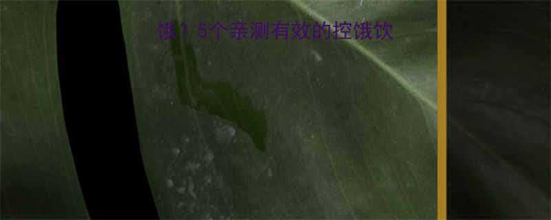 减脂期下午训练总饿5个亲测有效的控饿饮食方案训练时间表-第1张图片-ZBLOG