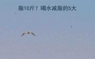 每天喝够8杯水能减脂10斤喝水减脂的5大科学依据与实操指南